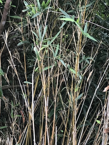 Pseudosasa amabilis