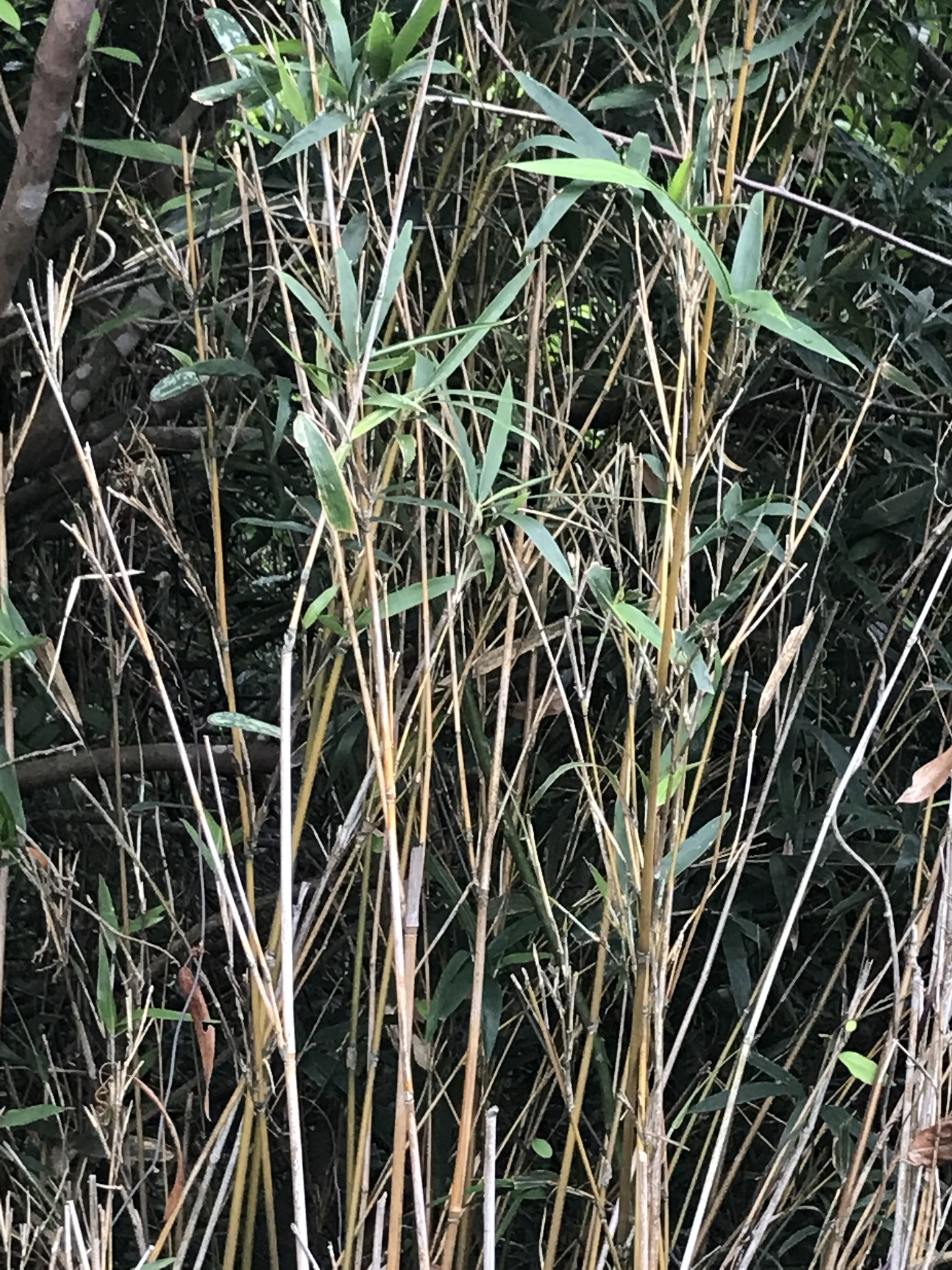 Pseudosasa amabilis