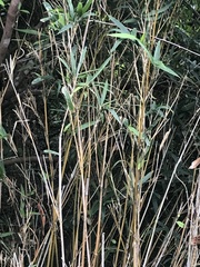 Pseudosasa cantorii