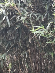 Pseudosasa cantorii