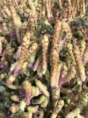 Origanum libanoticum