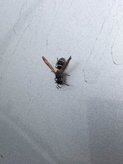 Ancistrocerus albolacteus