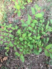 Magnoliopsida