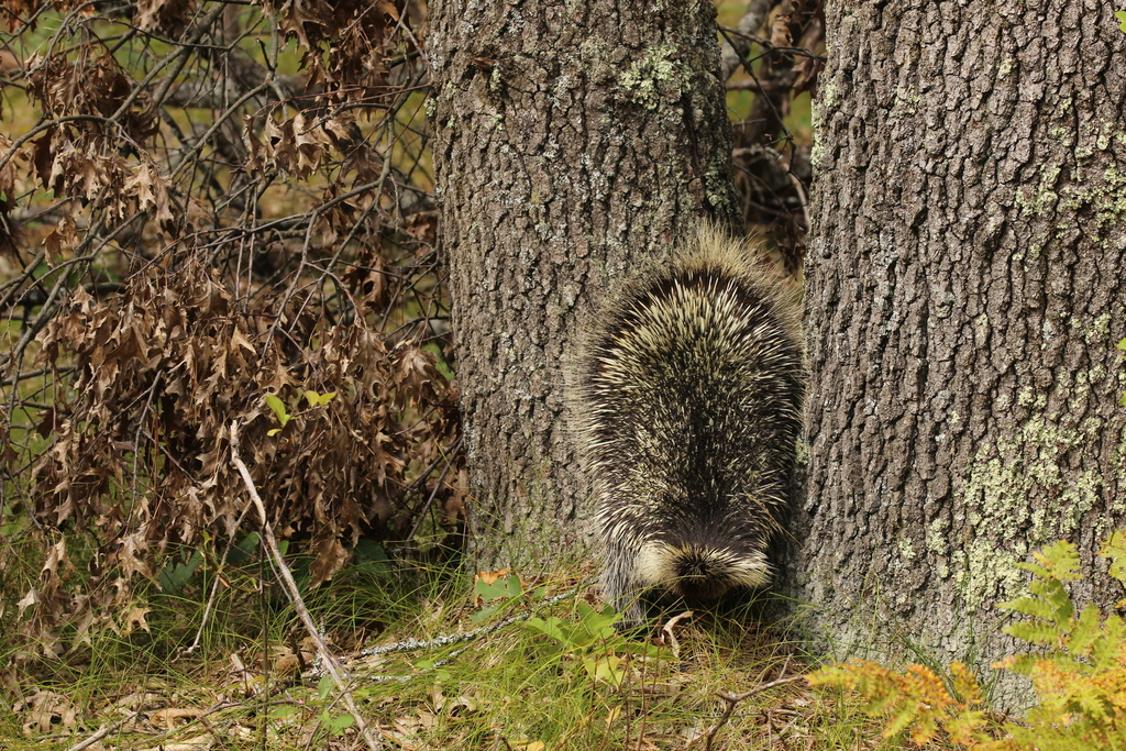North American Porcupine from Riverwoods Trail, Indian River, MI, US on