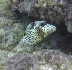 Lactophrys bicaudalis
