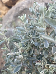 Atriplex stipitata