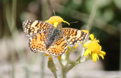 Phyciodes mylitta