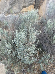 Atriplex stipitata