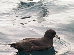 Procellaria westlandica