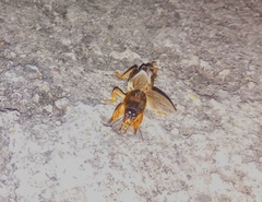 Gryllotalpidae