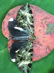 Image of Erebochlora tesserulata