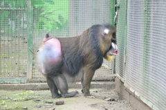 Mandrillus sphinx