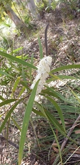 Hakea benthamii