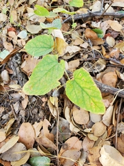 Aristolochia californica