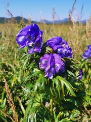 Aconitum maximum
