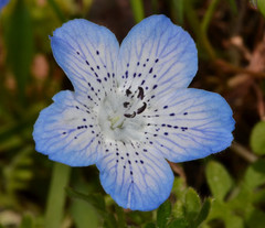 Nemophila menziesii menziesii