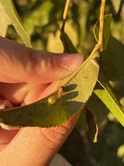 Caryomyia leviglobus