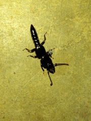 Osoriinae