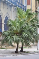 Livistona chinensis