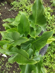 Zantedeschia