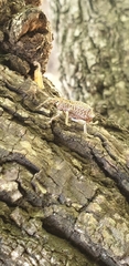 Leptopius