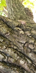 Leptopius