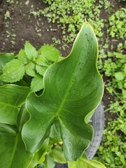 Zantedeschia