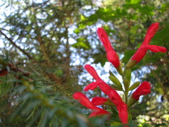 Salvia gesneriiflora