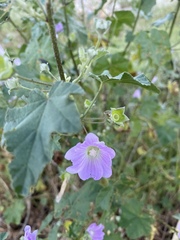 Malva weinmanniana