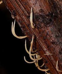 Pterulicium gracile