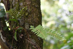 Pleopeltis alansmithii