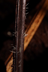 Pterulicium gracile