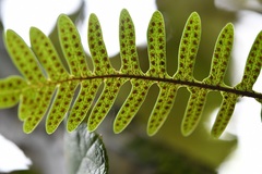 Pleopeltis alansmithii