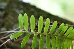Pleopeltis alansmithii