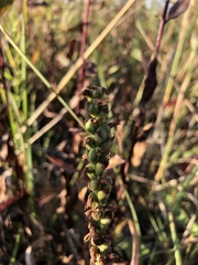 Spiranthes casei casei