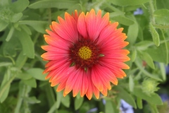 Gaillardia × grandiflora