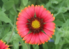 Gaillardia × grandiflora