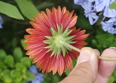 Gaillardia × grandiflora