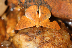 Emesis mandana