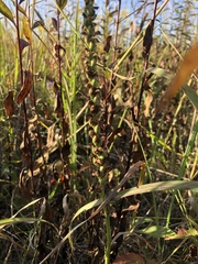 Spiranthes casei casei