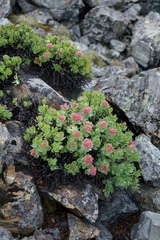 Rhodiola crenulata