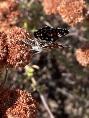 Apodemia mormo tuolumnensis