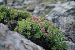 Rhodiola crenulata