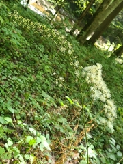 Actaea podocarpa