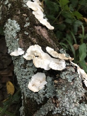 Favolus spatulatus