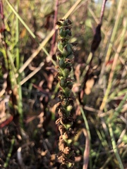 Spiranthes casei casei