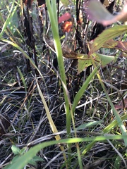 Spiranthes casei casei