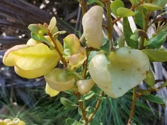 Exobasidium ferrugineae