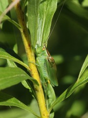 Orchelimum gladiator
