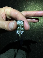 Neotibicen tibicen tibicen